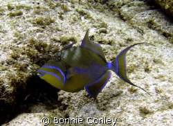 Queen Triggerfish seen July 2008 at the East End of Grand... by Bonnie Conley 